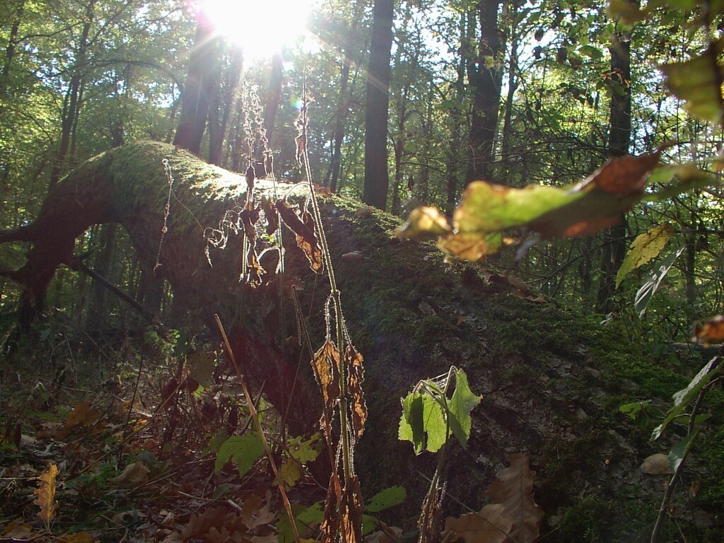 Randki Ł&oacute;dź z razem50plus.pl